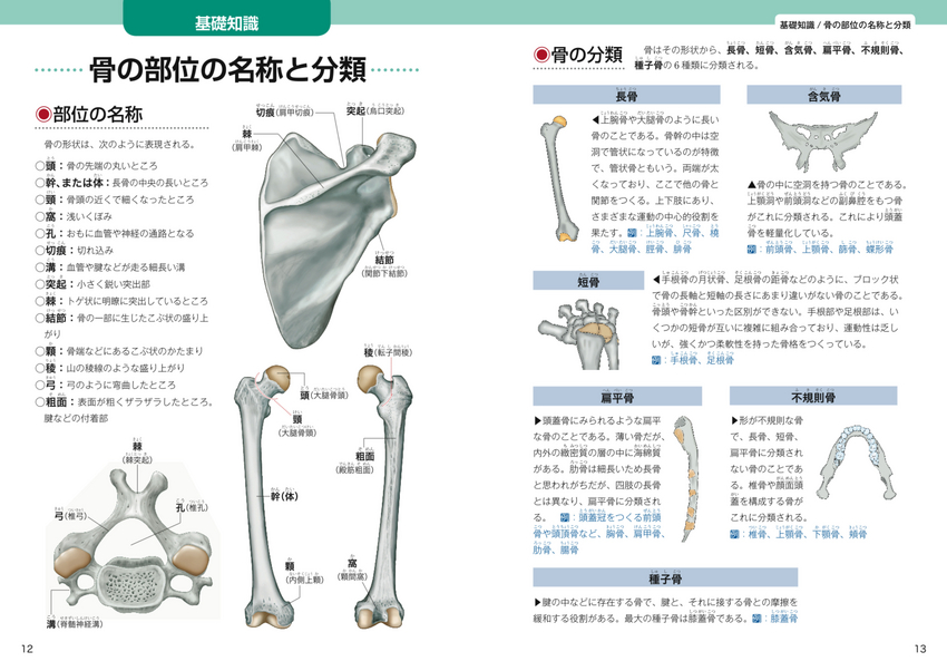 骨名称覚え方 – 骨の名前 問題 | 肩甲骨の覚え方 – TSAUXR