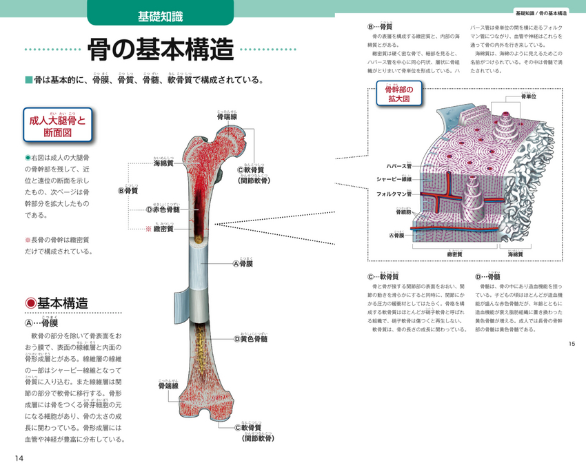 成美堂出版 ぜんぶわかる骨の名前としくみ事典