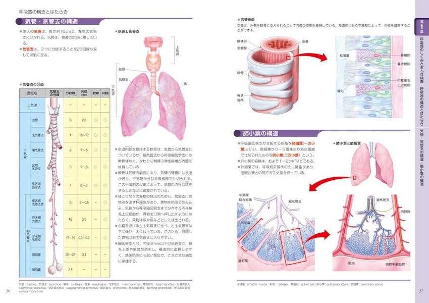 小児期の 7 つの主要な呼吸器疾患を発見する