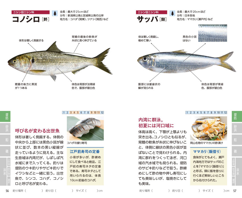 見わけがすぐつく 釣魚図鑑｜成美堂出版